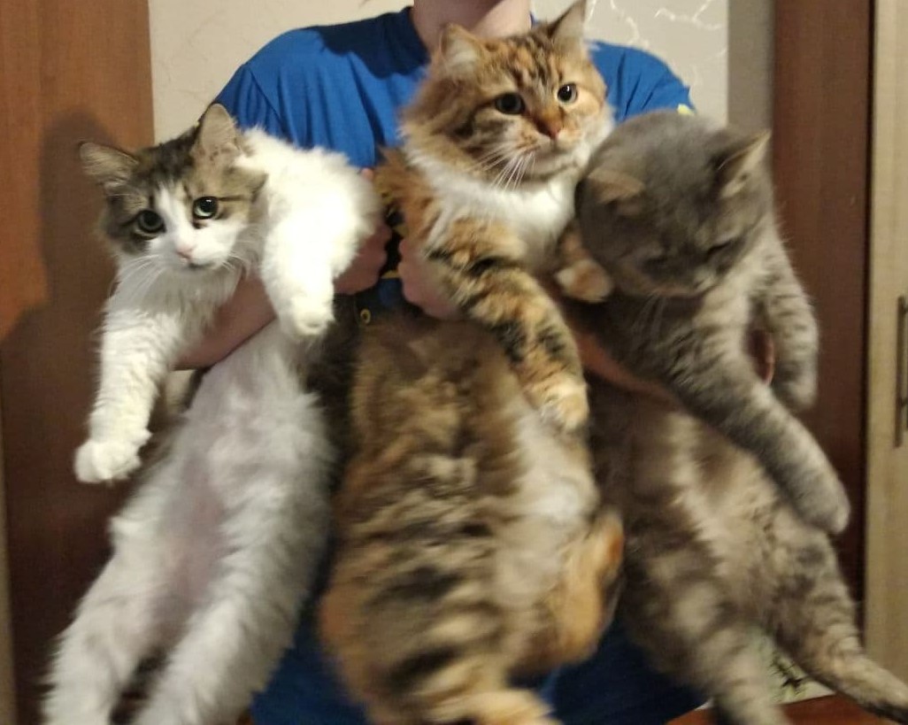 Three cat: Sonya, Fenya and Basil